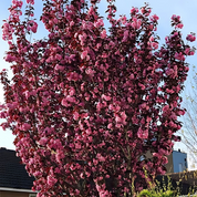 Rödbladigt Japanskt Körsbär- Royal Burgundy