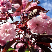 Rödbladigt Japanskt Körsbär- Royal Burgundy