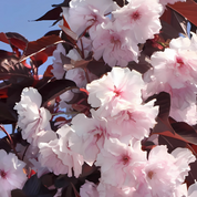 Rödbladigt Japanskt Körsbär- Royal Burgundy