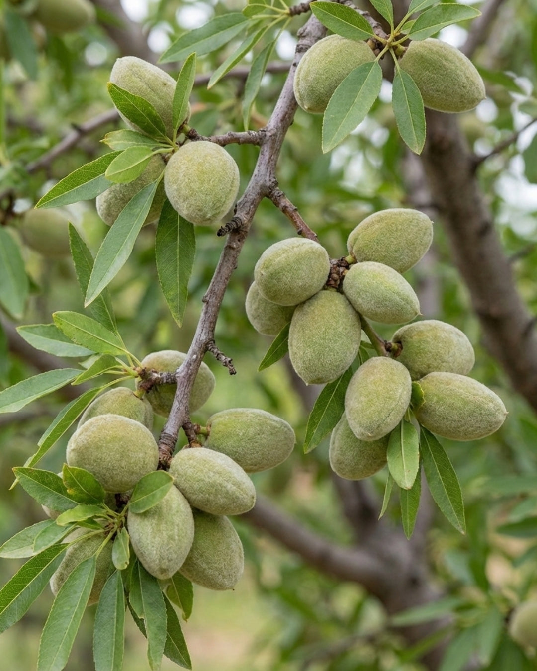 Sötmandel ’Guscio Duro’