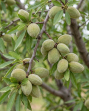 Sötmandel ’Guscio Duro’