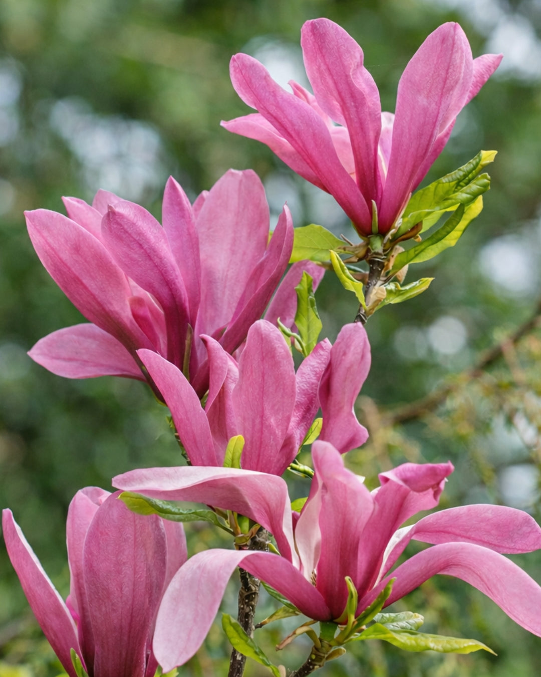 Magnolia ’Susan’