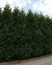 Thuja ’Brabant’