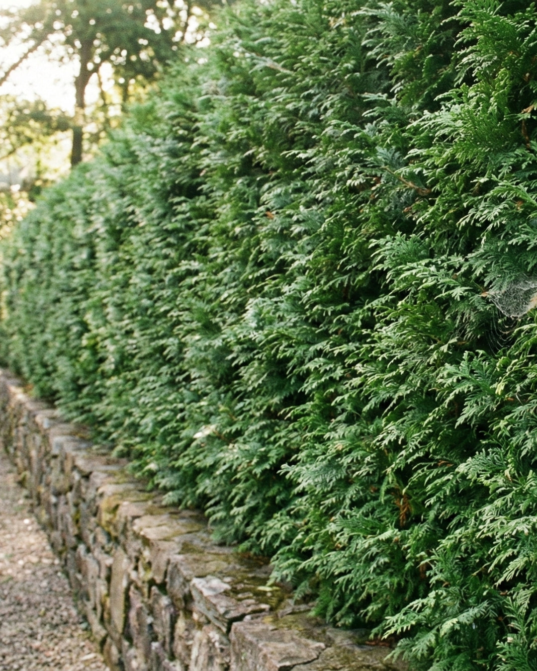 Thuja ’Brabant’