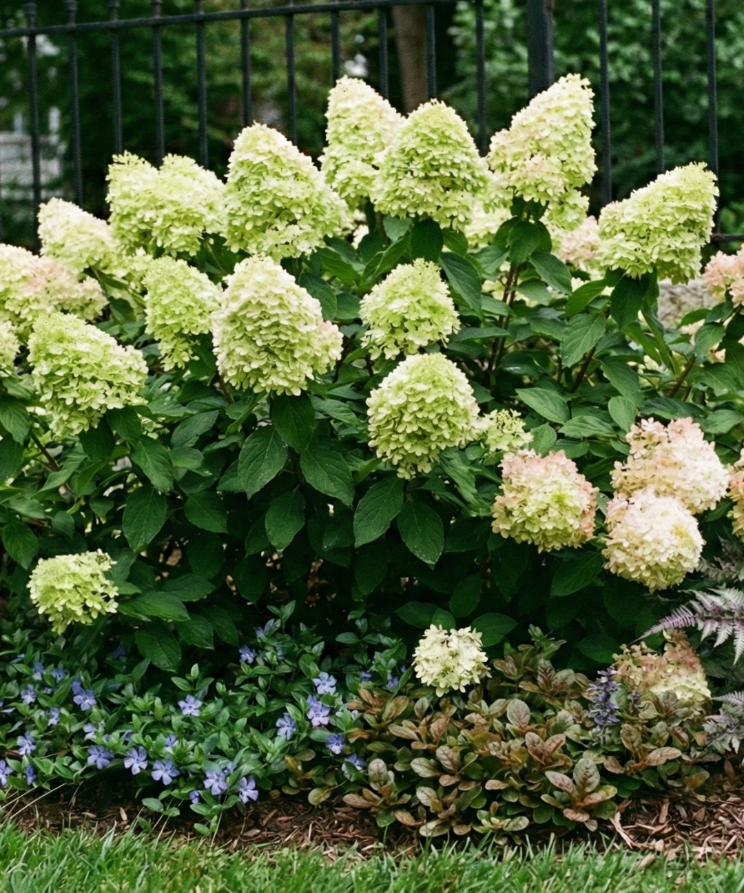 Vipphortensia-Limelight.jpg
