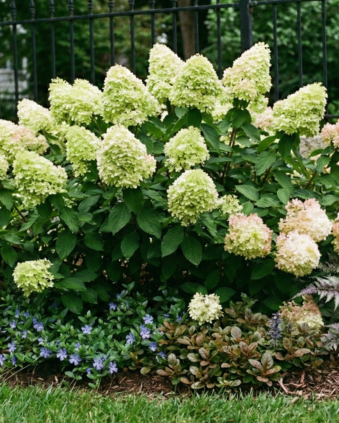 Vipphortensia ’Limelight’