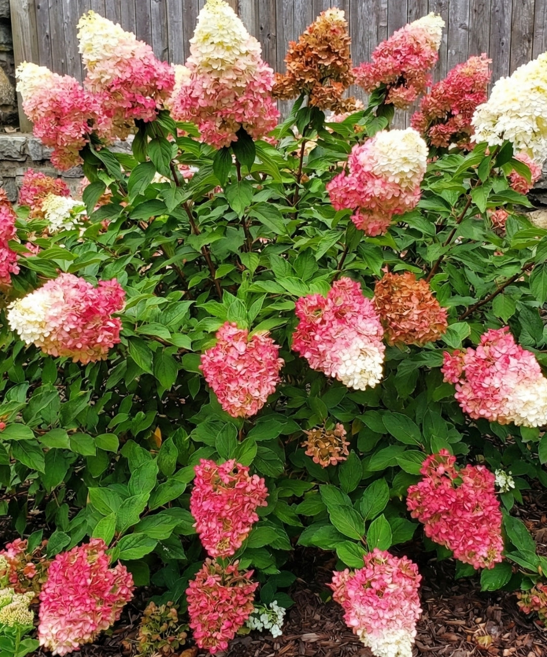Vipphortensia-VanilleFraise.jpg