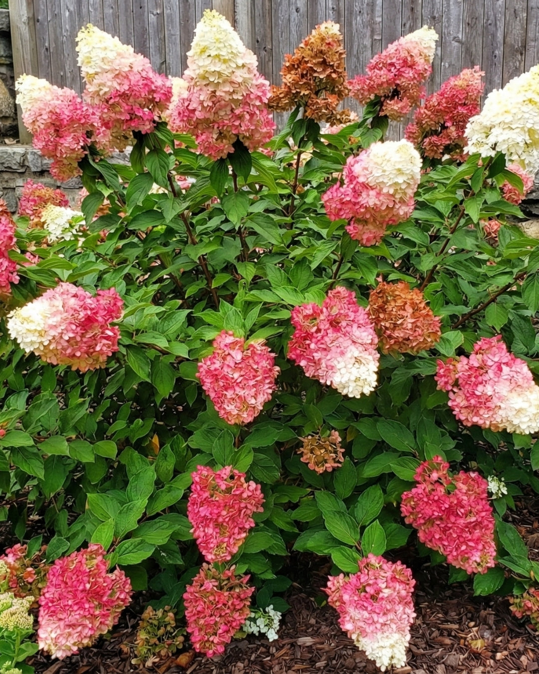 Vipphortensia-VanilleFraise.jpg