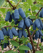 Blåbärstry 'Wojtek'