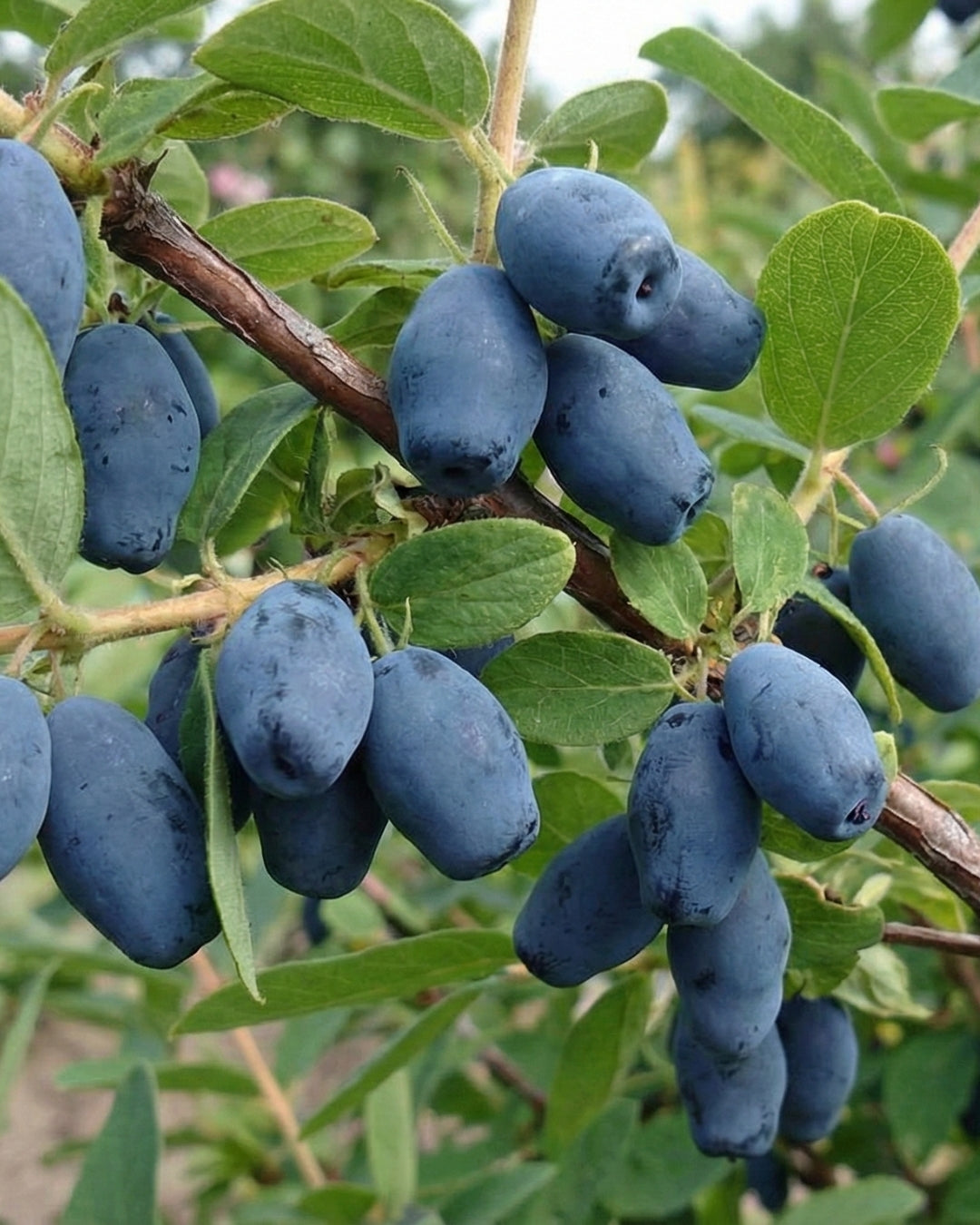 Blåbärstry 'Zojka'