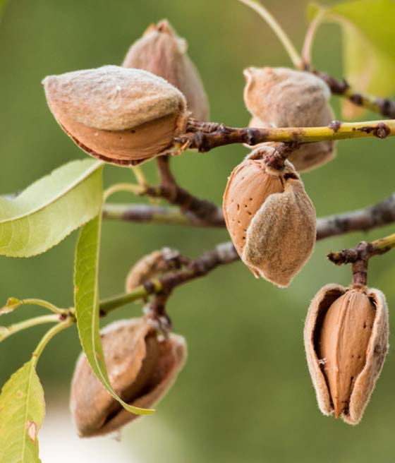 almond-hallshardy.jpg