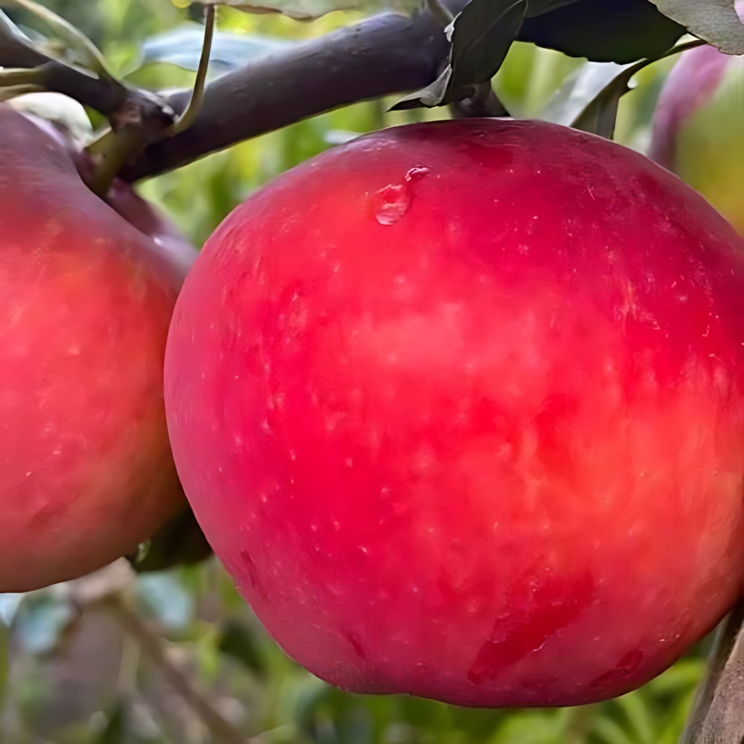 apple-discovery2.png