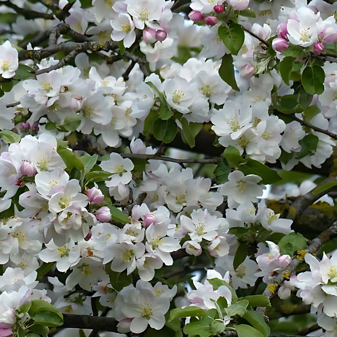 Äpple - Discovery