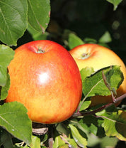 Äpple - James Grieve