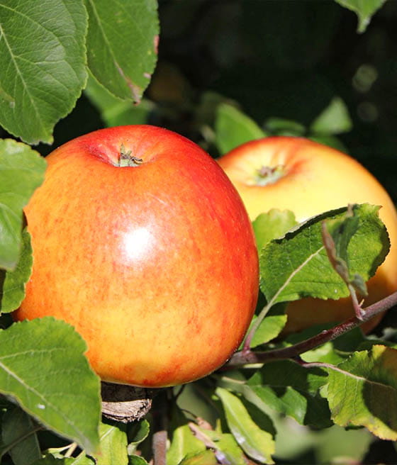 Äpple - James Grieve