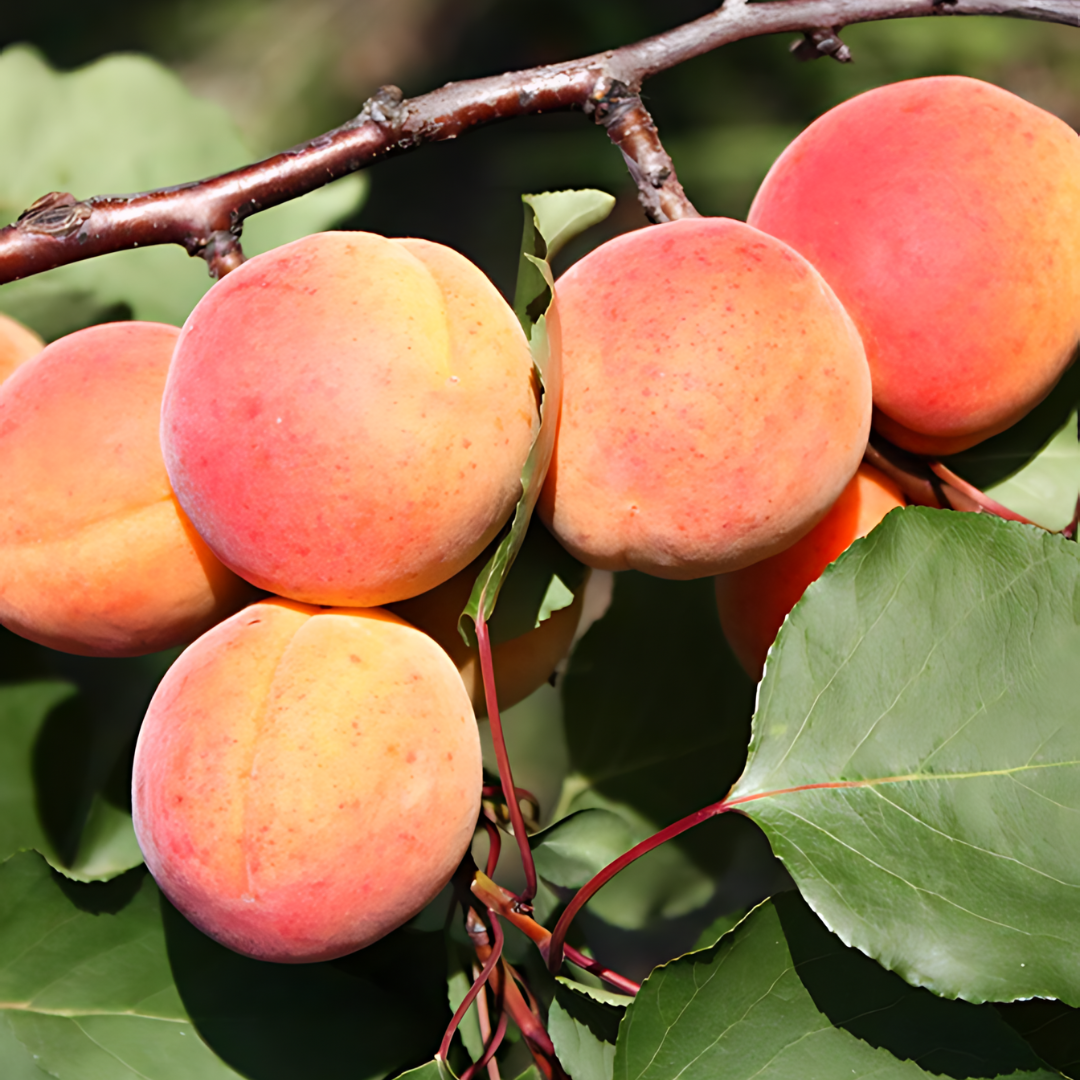 apricot-tros-orange1.png