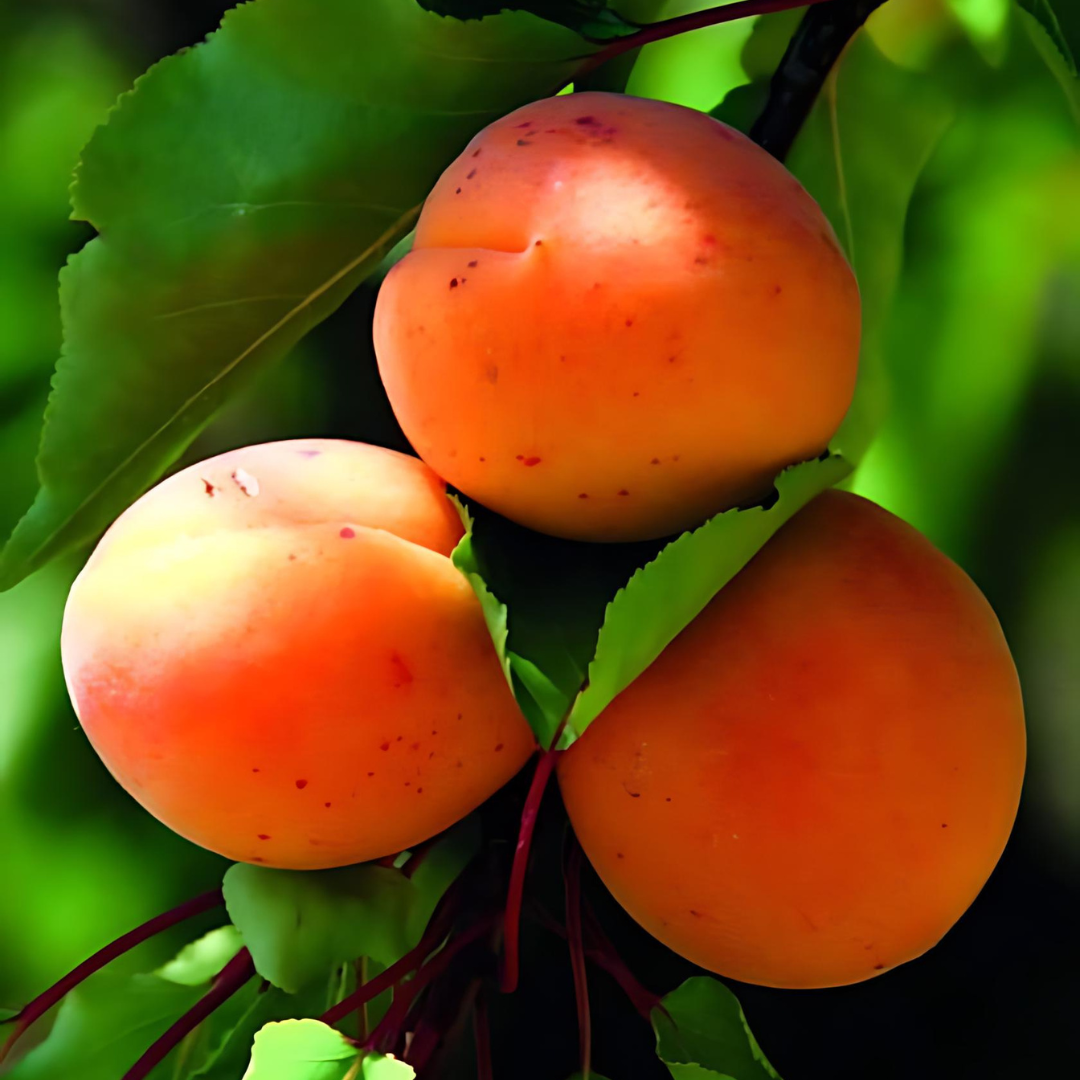 apricot-tros-orange3.png