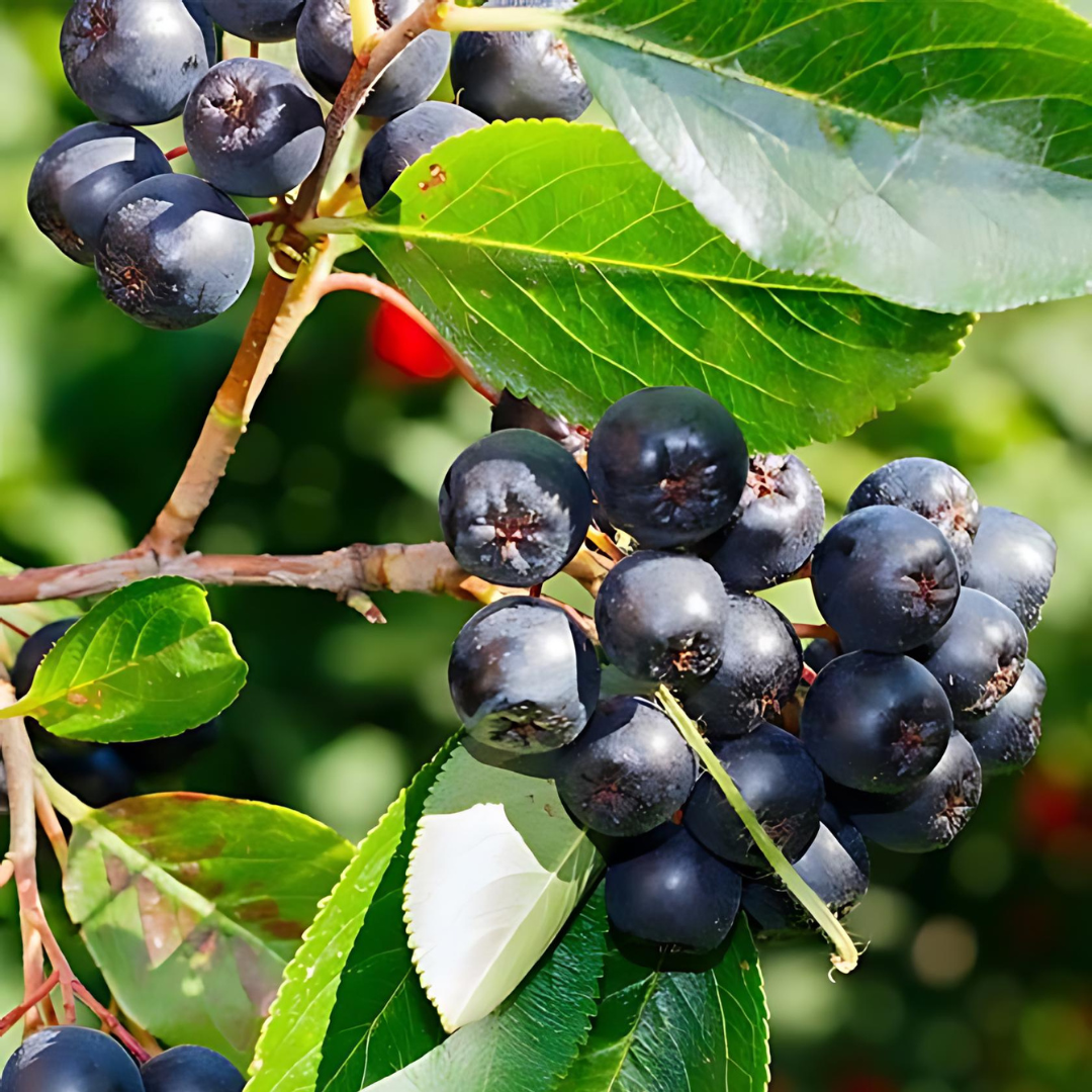 aronia-viking2.png