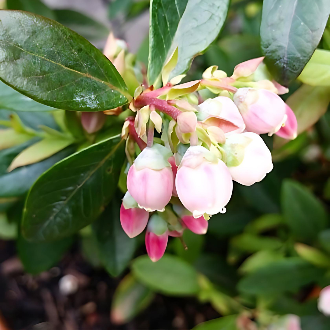 Amerikanska Blåbär - Pink Lemonade