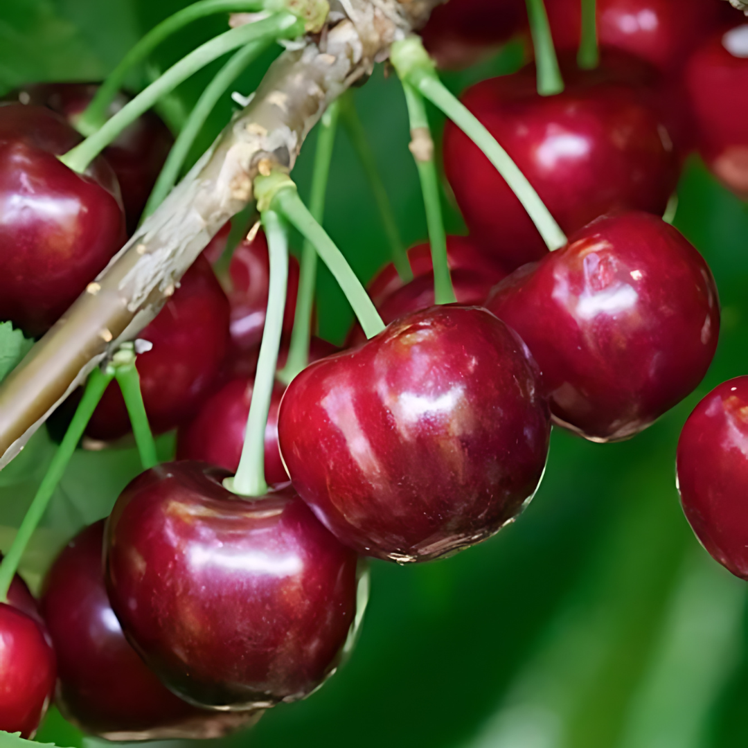 cherry-stella1.png