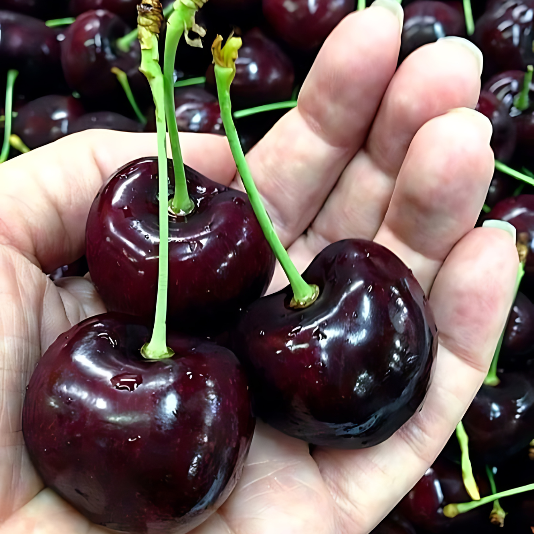cherry-sunburst1_864caca3-4537-4ab3-b4c3-329a3cf2d83a.png