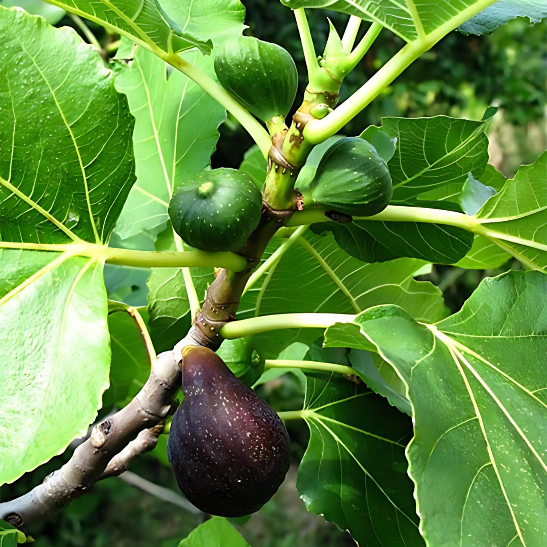 fig-brown-turkey1.png