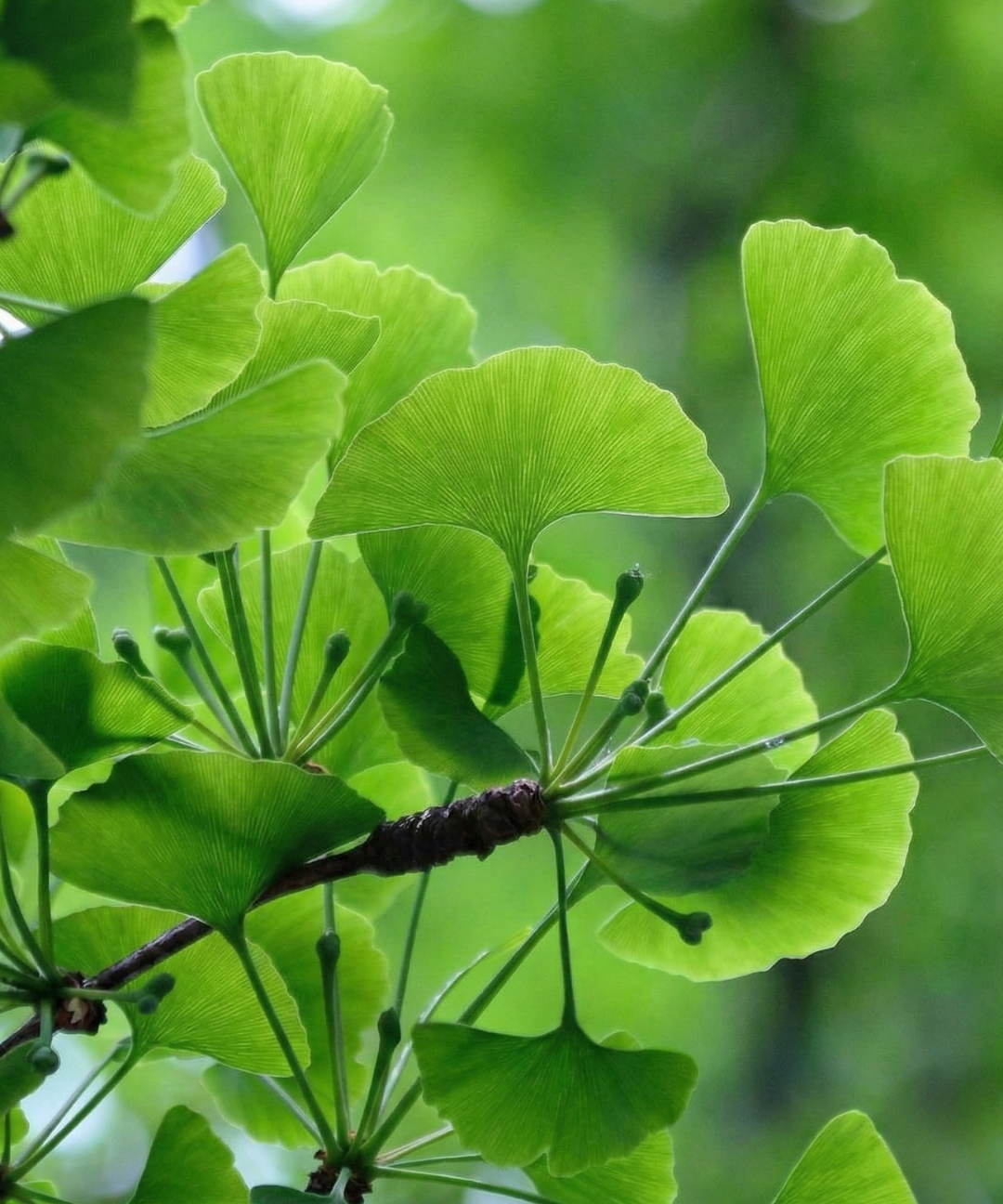 ginkgobiloba.png
