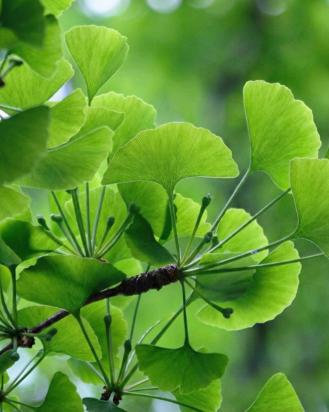 Ginkgo Biloba (kinesiskt tempelträd)