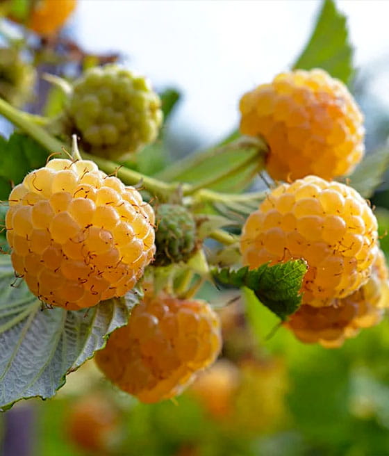 hallon-yellowgoldenbliss.jpg