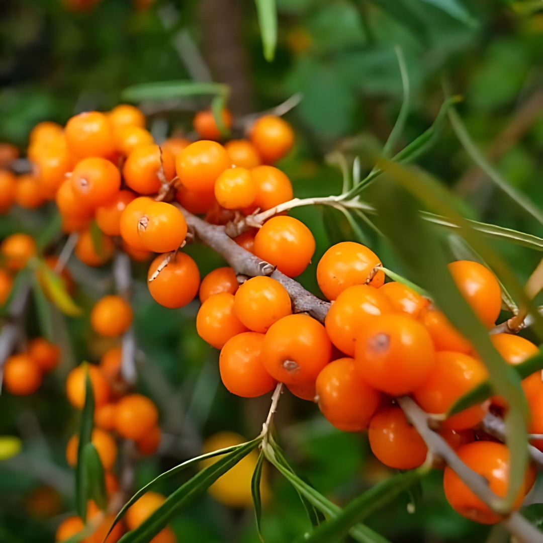 havtorn-friesdorfer-orange1.png