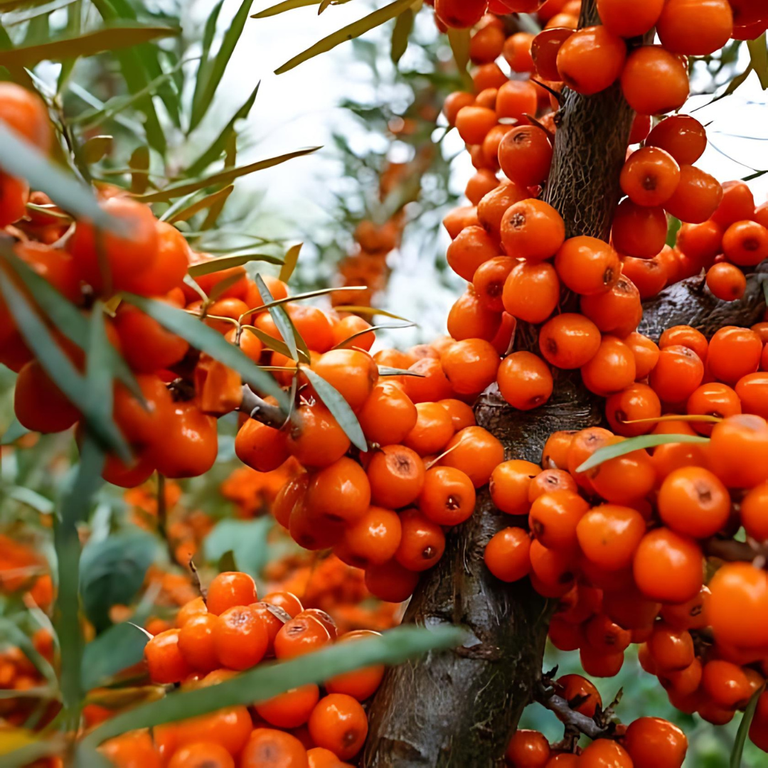 Havtorn - Friesdorfer Orange (självfertil)