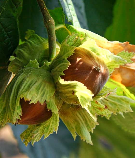 hazelnut-1.jpg