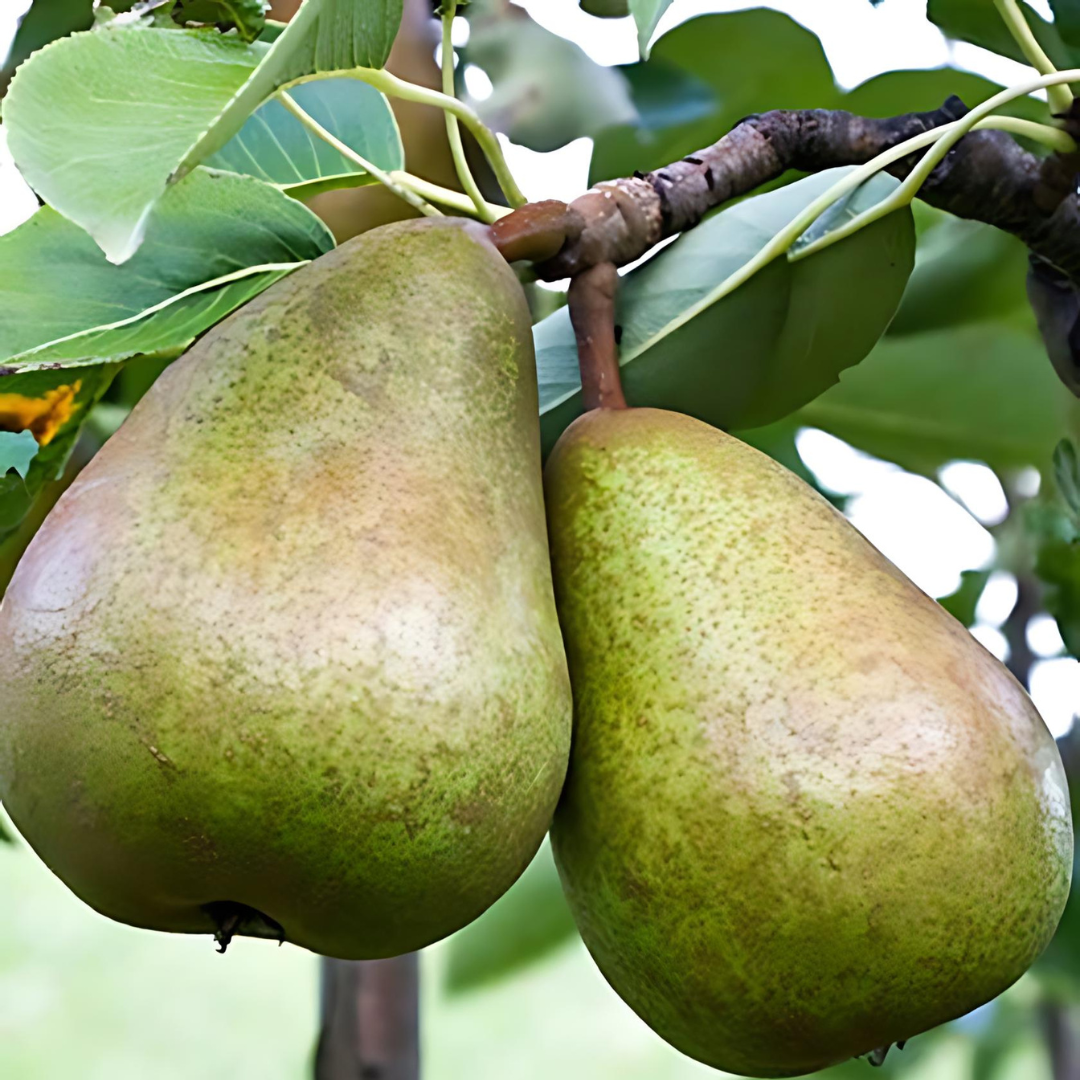 pear-beurrehardy2.png