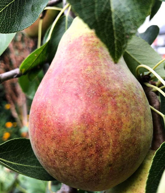 pear-clappsred.jpg