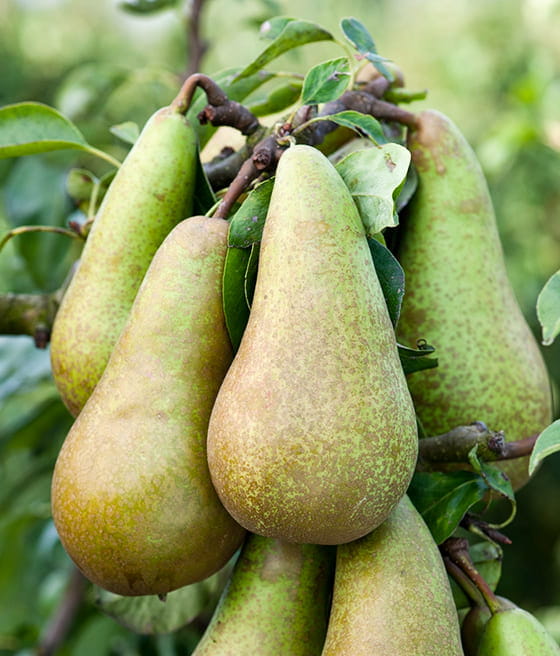 pear-conference.jpg