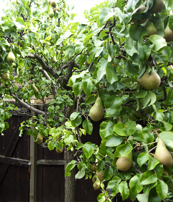pear-conference1.jpg