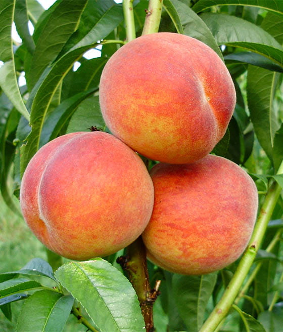 persika-redhaven.jpg