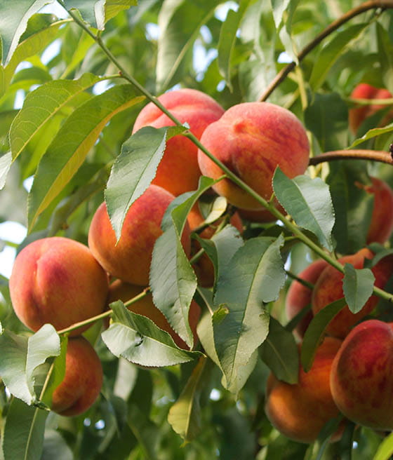 persika-redhaven1.jpg