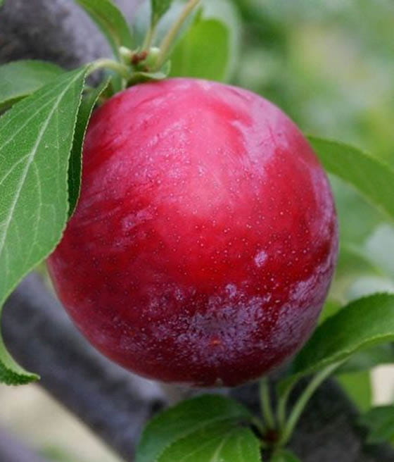plum-opal1.jpg