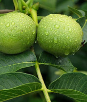 Äkta Valnöt - Juglans Regia