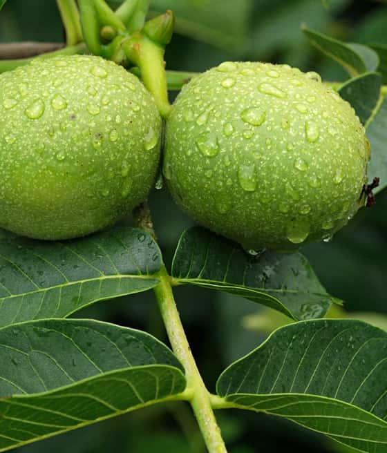 Äkta Valnöt - Juglans Regia