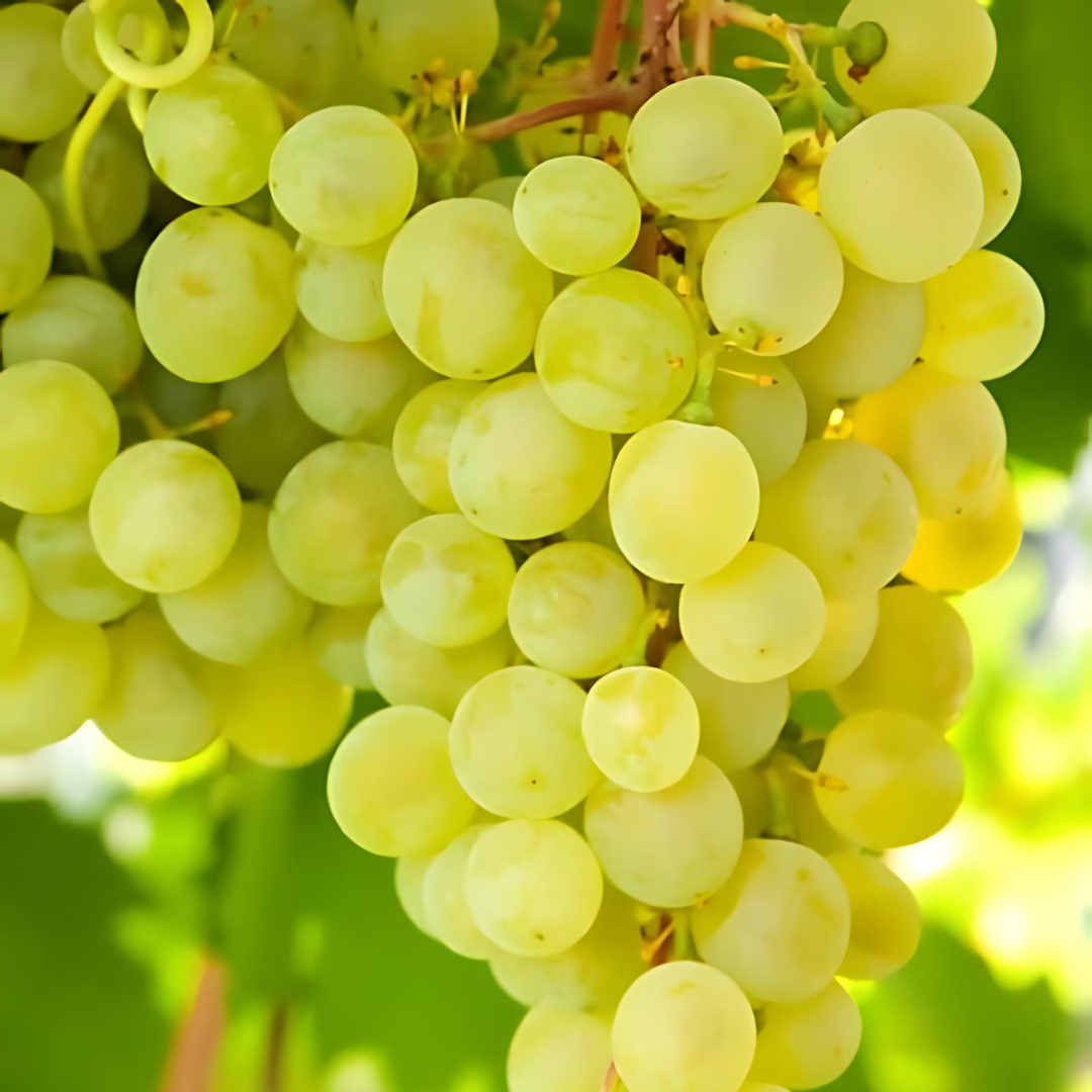 vine-himrod.png