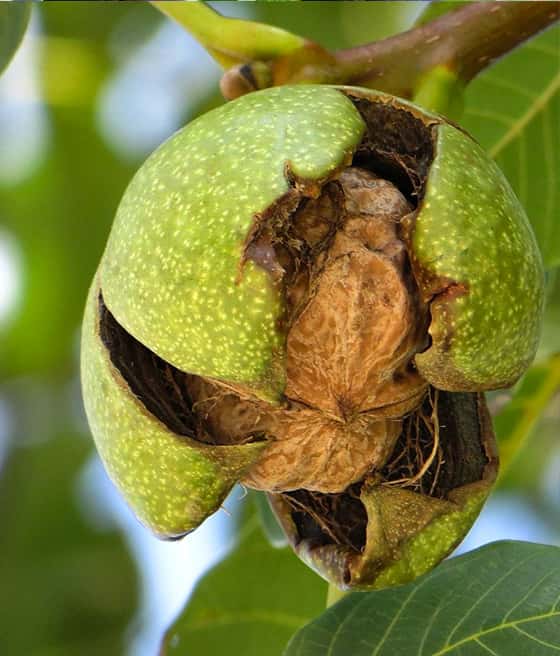 walnut-papierowka.jpg
